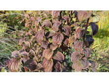 ����� ��������� ������