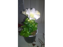 WP 20160319 10 53 12 Pro.jpg