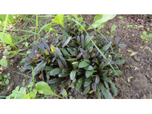 ������� ������� ���