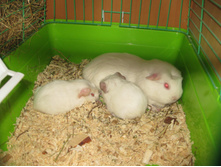 IMG 4610.JPG