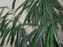 ����� ��� ..