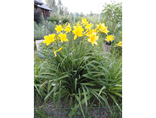 �������� ������ ������