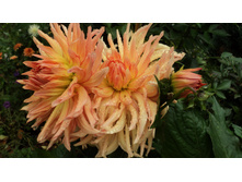 №61 ������ �������.JPG