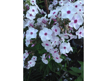 ��������������  ������