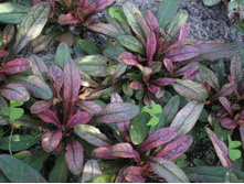 �������  ����� ���