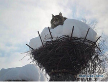 ��������� �� ���̣��