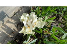 ���� ������ �����