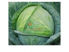 ������� �������� ������