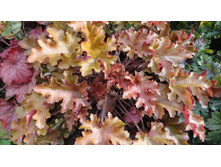 ������� ��������