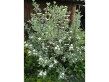 ����� �����