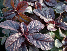 ������� �������������