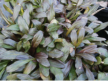 ������� ������� ���