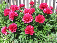 ���� ��������� ������