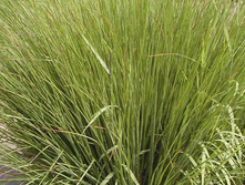 ������� ������� ����������*