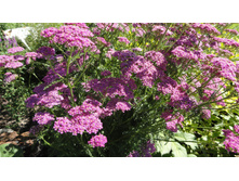 ������������� ���������