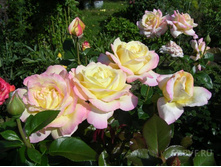 ���� ������ ���