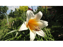 ������ �������