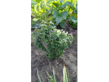 �����  ���������