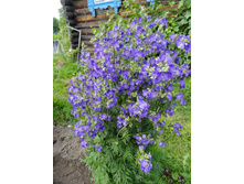 ������ �������� �����