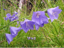 ����������� ��������������