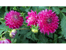 №26 ��������.jpg