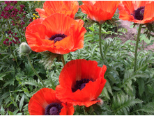 ��� ���������