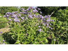 �����. ���������������� �������