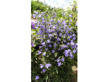 �����. ������������