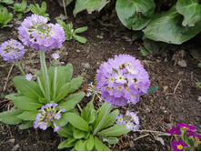 ������� �������������