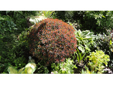 ������� ������������� �������