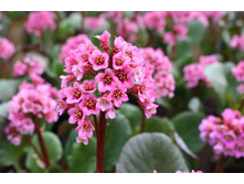 �����  ������ �������