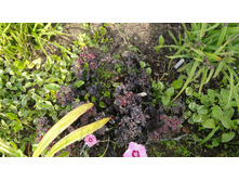 ������� ��������