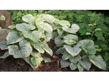 ������� ����� ������