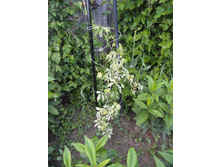 �������� ������� �������������