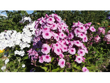 ������ �����