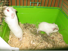 IMG 4563.JPG