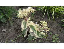 ��� �������