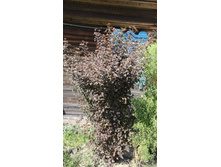 ������������� �������