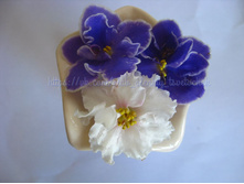 Perfect Harmony � �� �������� �����