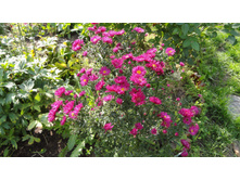 ����� ��������������� ������� �������