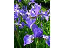 ���� ��������� �������