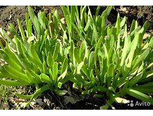 ��� ������