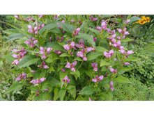 ������ ������