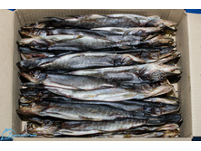 ���� (�������)