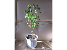 ������ �������, 29.03.2016