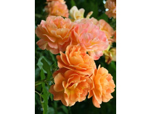 ���������� 234���. (����� �������� ��� 15��.).jpg