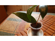 ���� sp.Germany