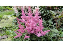 ���� ������