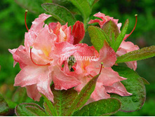 ���������� Cannon`s Double