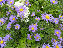 ����� ����������